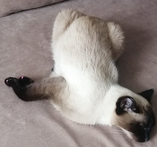 Нам годик в котовторник