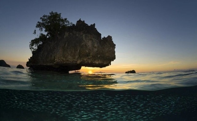 Победители фотоконкурса Ocean Photographer of the Year 2022