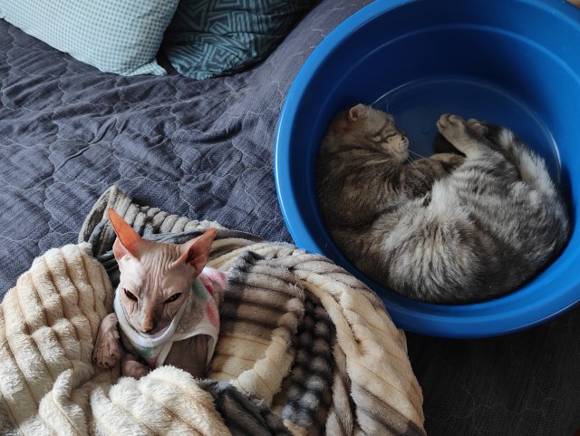 Кто как спит