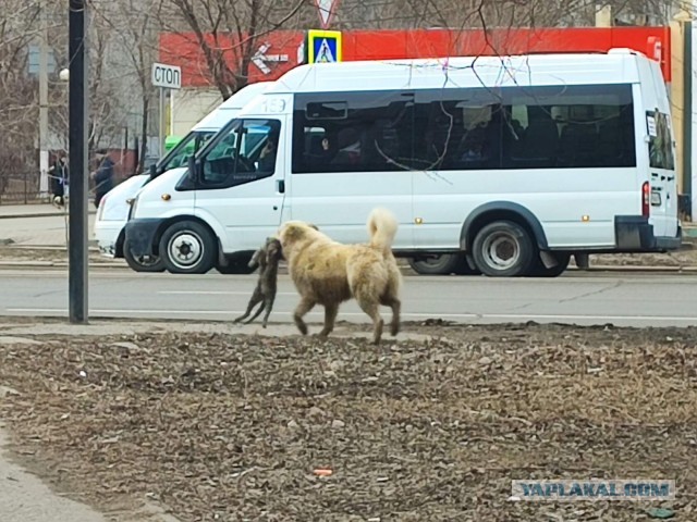 Суд над убийцей дворняги