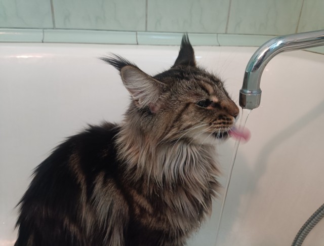 Кошка