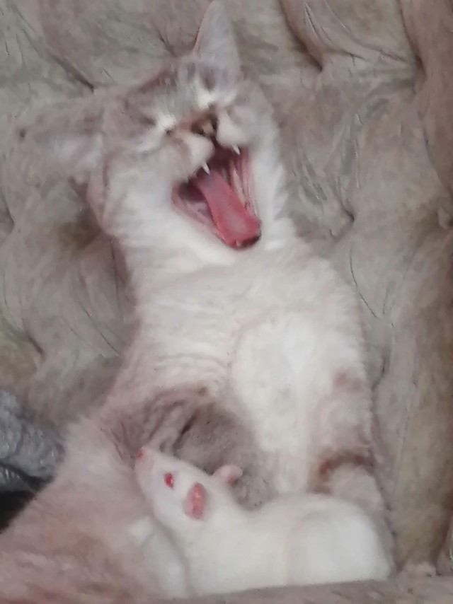 Коты - мастера на все лапы