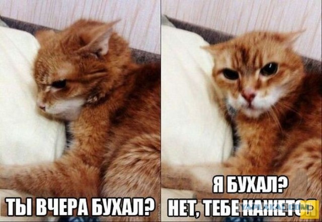 8 картинок с подписями, коллеги!