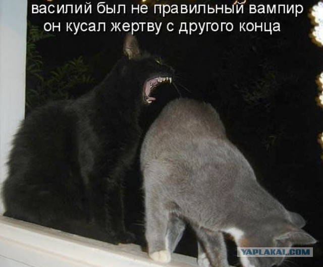 Неопытный ухажёр