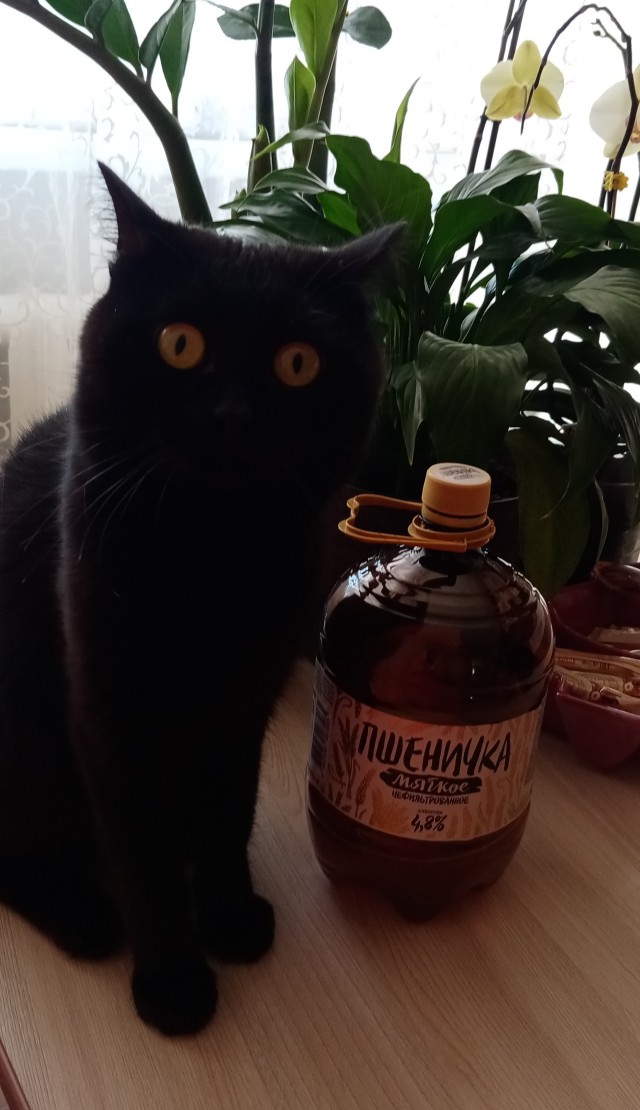 День чёрной кошки отмечается сегодня