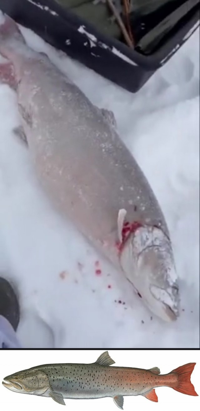 Серьёзный карась