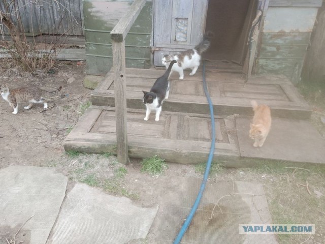 Жизнь домашнего приюта для котеек 539