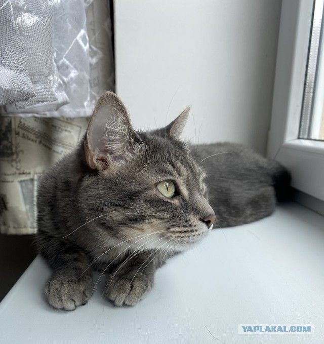 Ну, с котовторником !