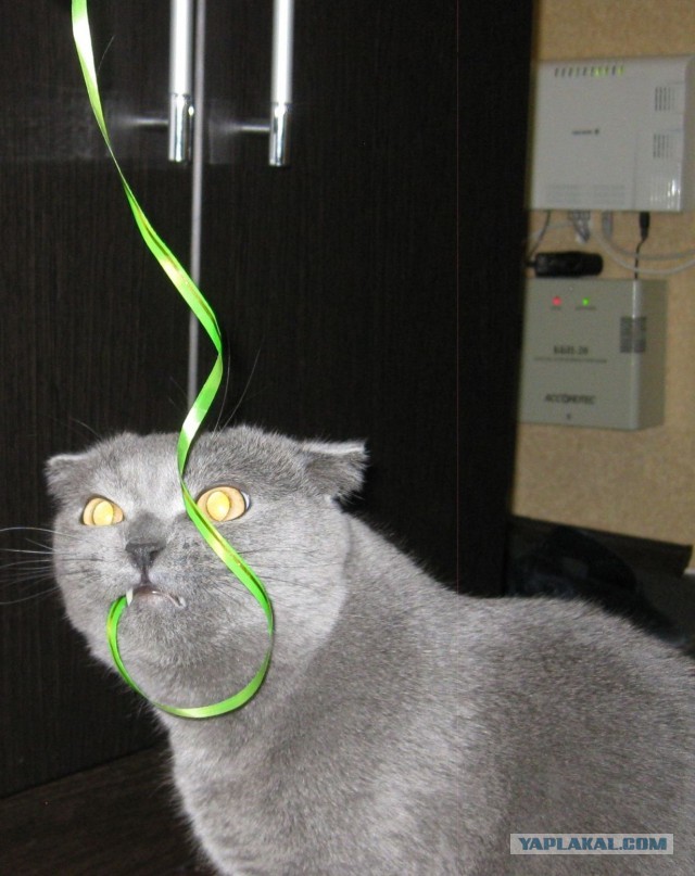 Котовторник 25.06.2013