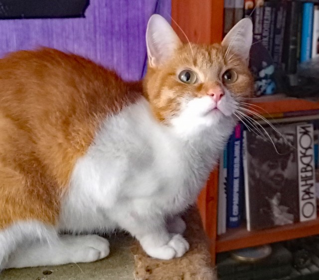 Котовторник?