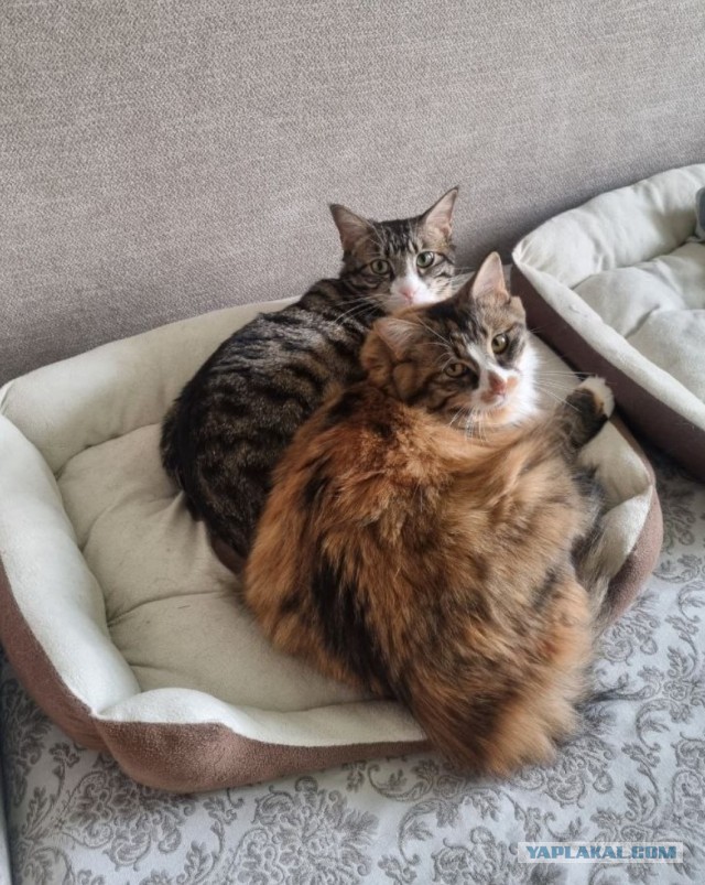 80 г => 3,1 кг (котовторник)