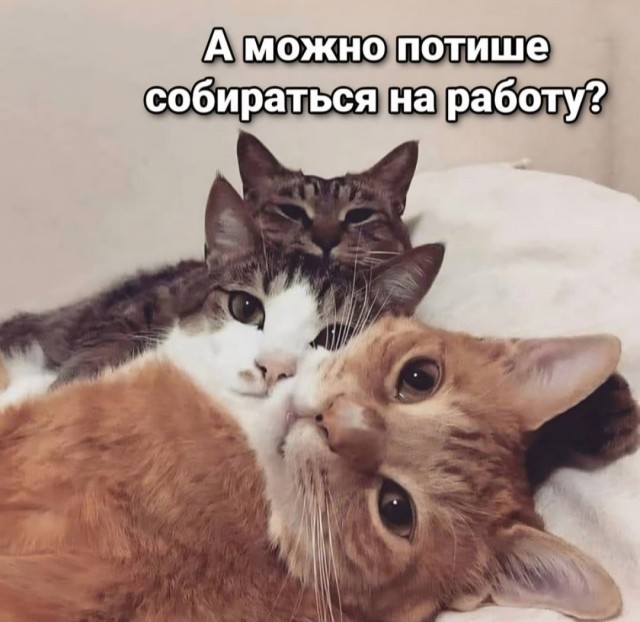 Как встречают домашние любимцы