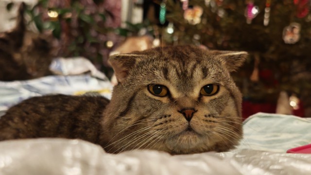 Сон с кошками усиливает иммунитет