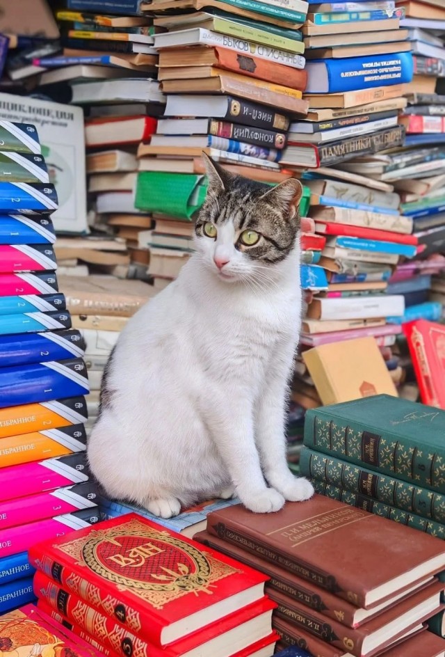 Уличные котики