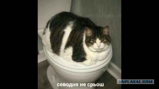 Жрьош?