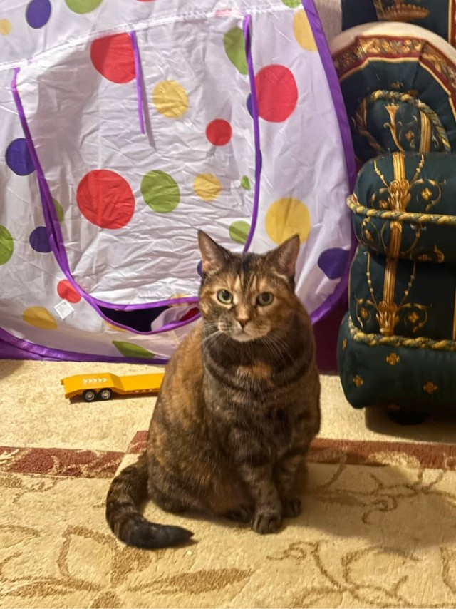 Котовторник.