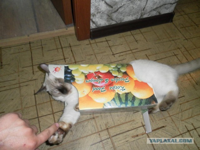 Как правильно помыть кошку