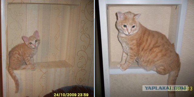 Коты и время