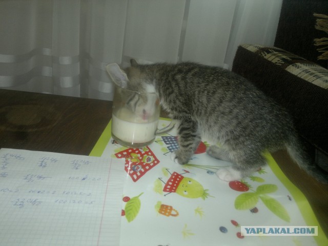 Котовторник 29.04.14.