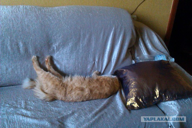 А как спит ваш кот?