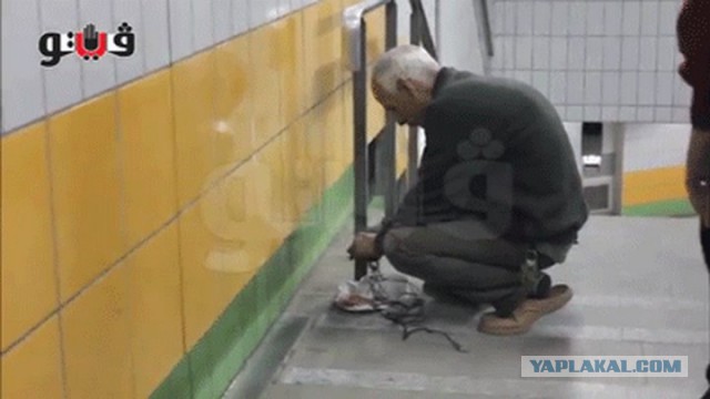 В стене каирского метро пять лет жил кот