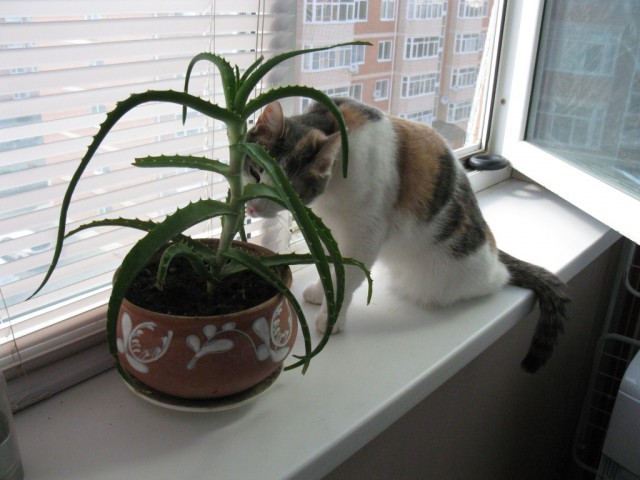 Котовторник 30,06, 2015