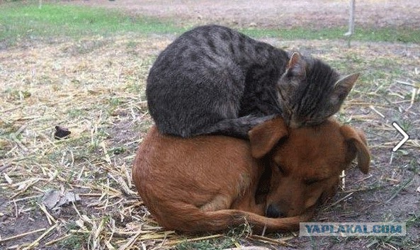 Котовторник 29-09-2015,