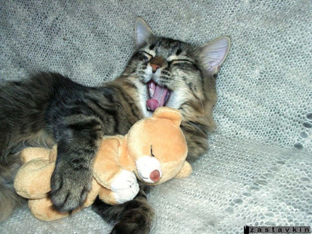 Коты, кошки, котята