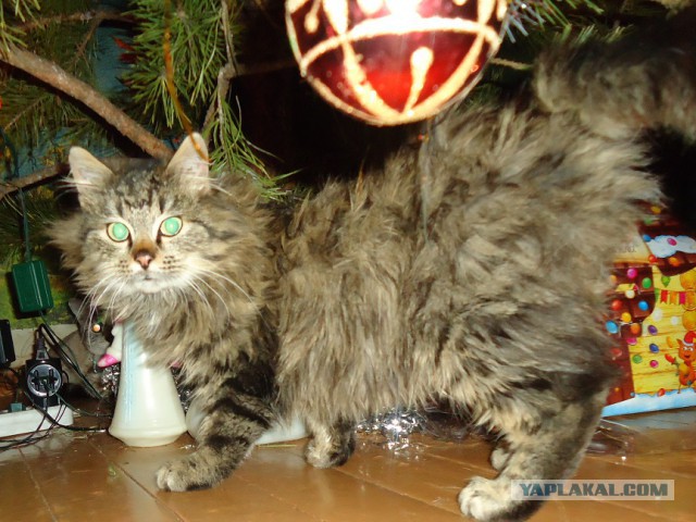 Мой личный котоленд 7
