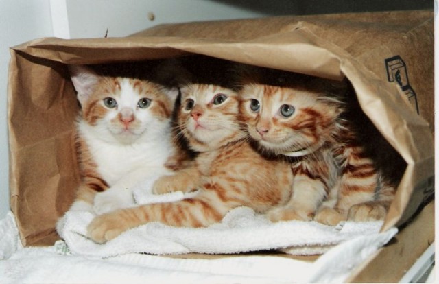 Коты, кошки, котята