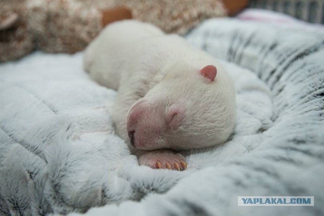 Подборка  картинок