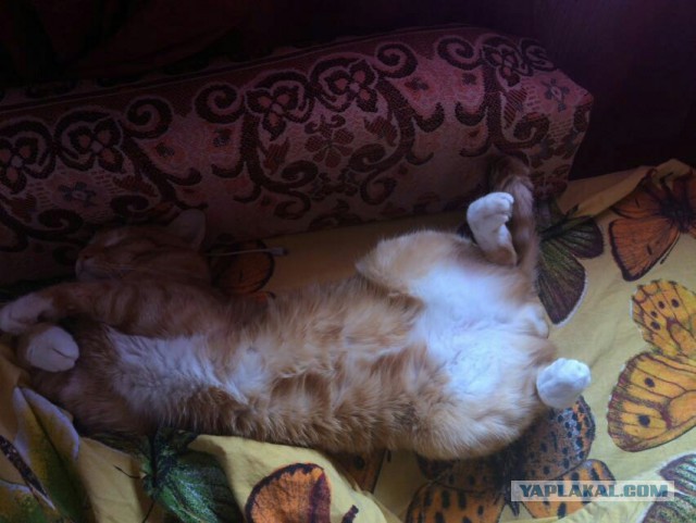 Выборка фотогеничных котэнов