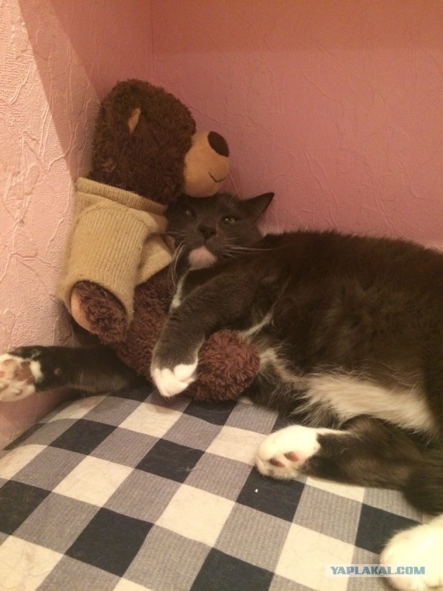 Котовторник 22.11.2016