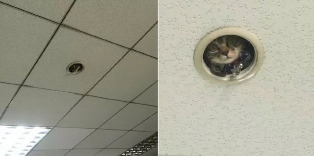 Коты из сети