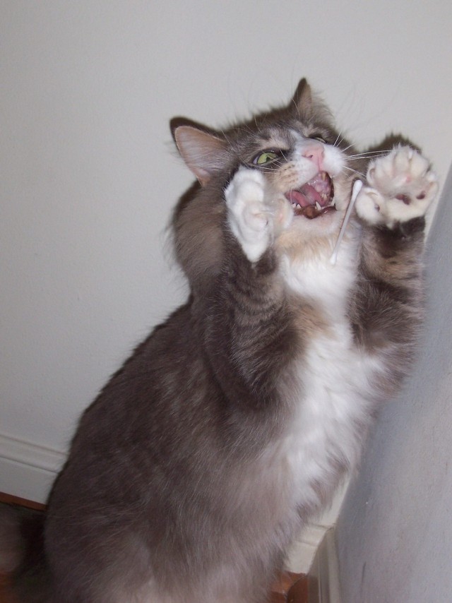 Коты и Кошки