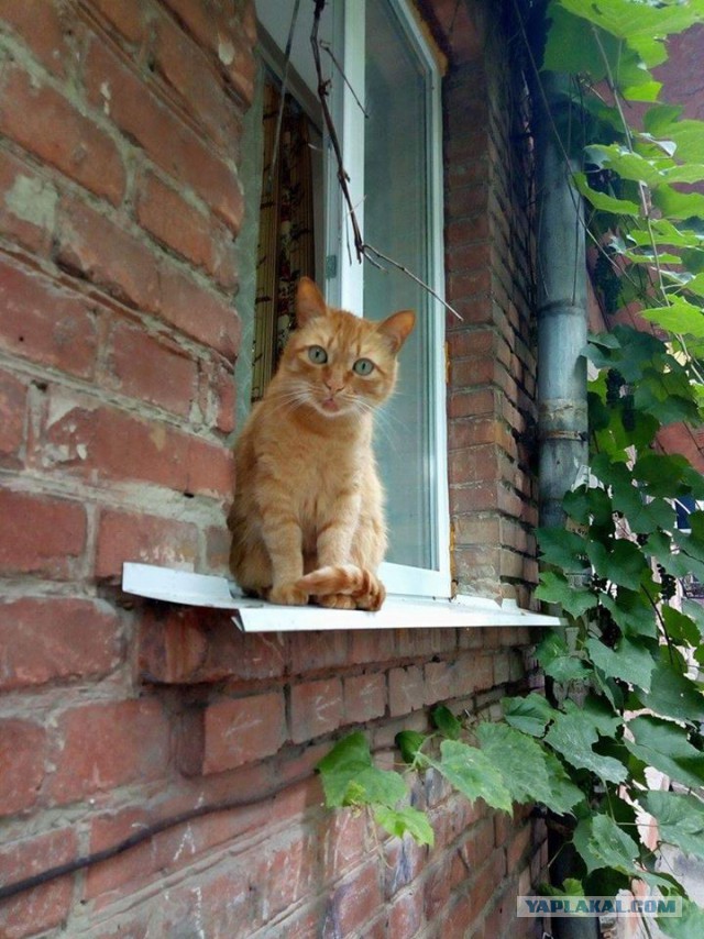 Котовторник