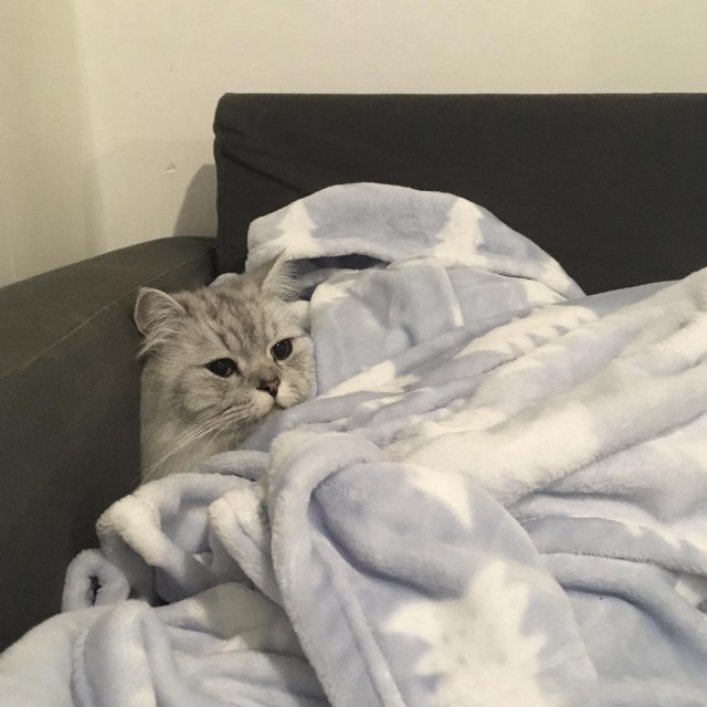 Коты и Кошки