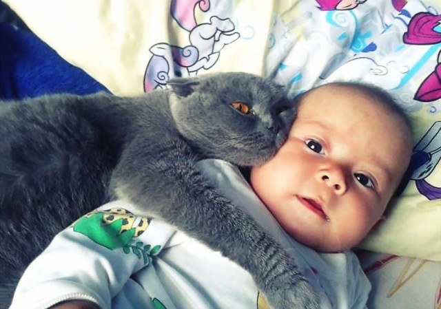 Коты и Кошки