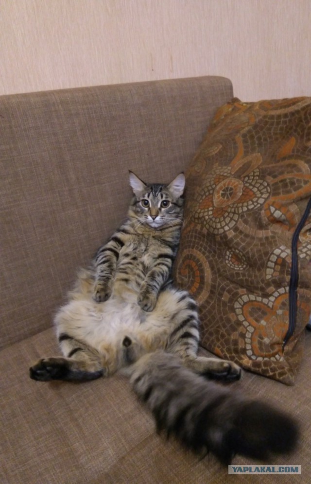 Спас кота