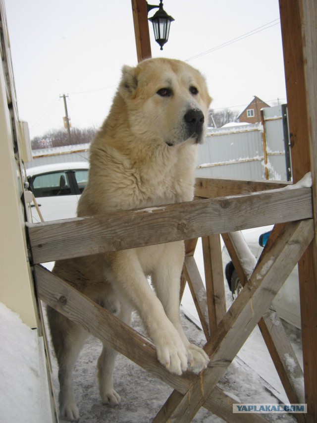 8 исчезнувших пород собак, которых не осталось даже на фотографиях