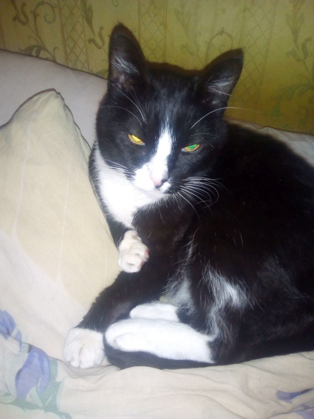 Котовторник 02.01.2018