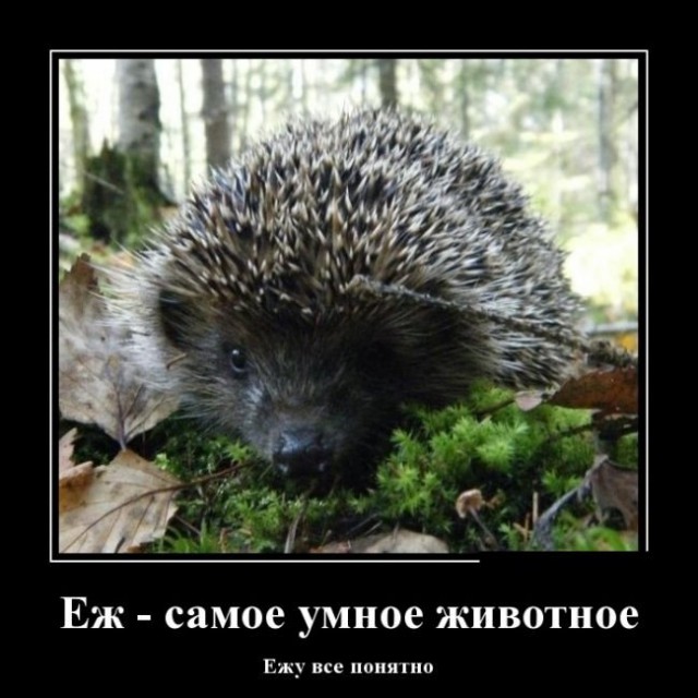 Нестандартный юмор