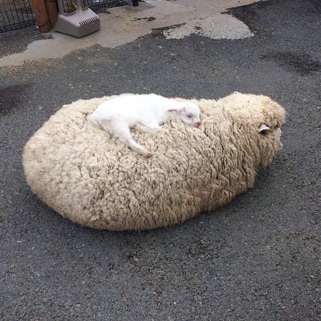 Живность из сети