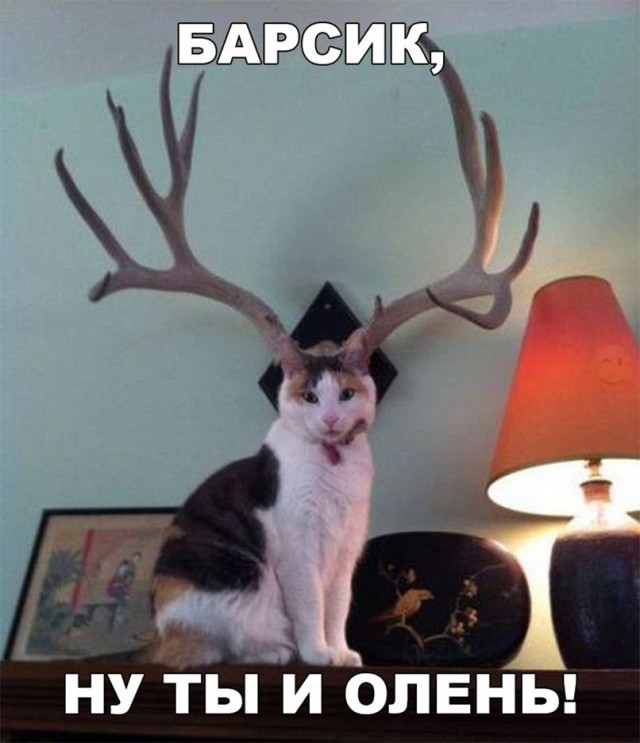 Фотобомбы котов