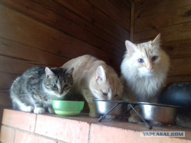 Котовторник 24.04.2018