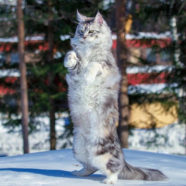 Кот без прикрас