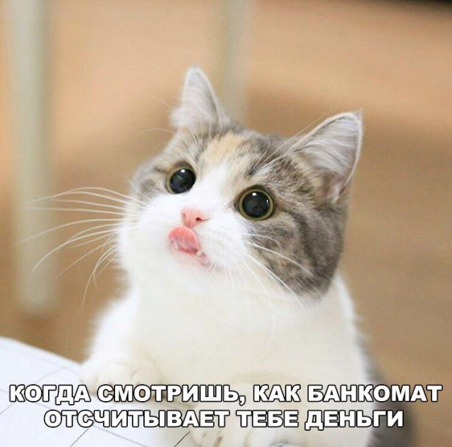 Кот без прикрас
