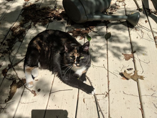 Котовторник 05.06.2018