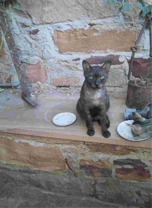 Котовторник на ЯПлакалъ (27.05.08), прикольные коты, добавляем свои!