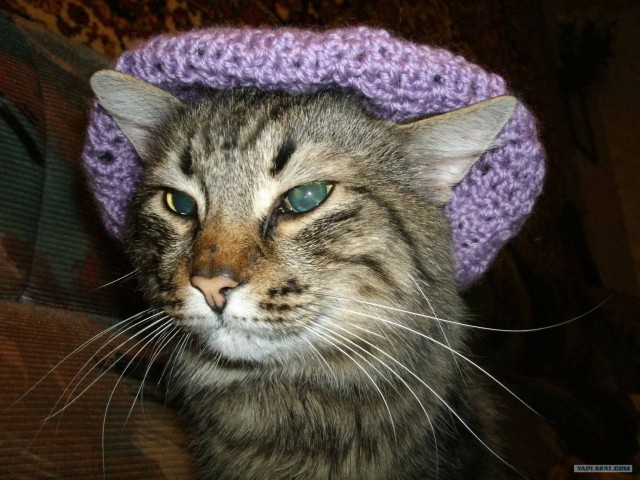 Котовторник на 1-е июня